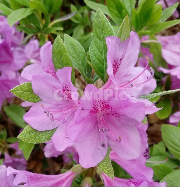 철쭉,smilerosebay,진달래과,식물,봄꽃,개꽃나무,관상용,분홍색꽃