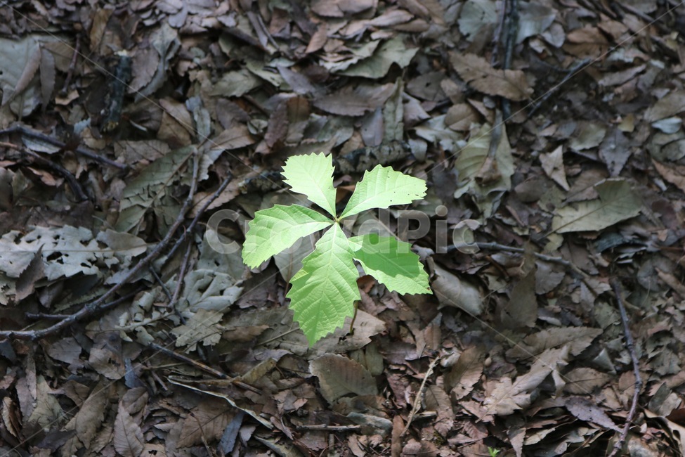식물,햇빛,자연,plants,sunshine,sunlight,nature,shokubutsu,hizashi,초록,green,midori,식물,자연,plants,nature