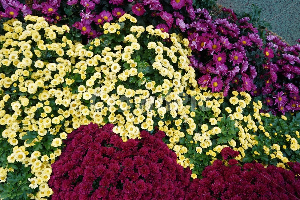 chrysanthemum,국화,가을,전시,핑크,꽃,계절,우아함,꽃송이,autumn,fall,flower,season,smell,elegance,bloom,노랑,yellow,floral,nobility,고귀함,향기,가을대표,가을꽃,식물,노랑꽃,꽃봉오리,국화꽃,plant,식물,자연,plants,nature,꽃,flower