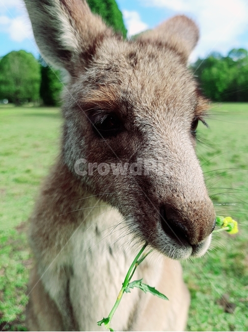 캥거루,왈라비,동물,초원,animal,kangaroo,wallaby,grass,포유류,mammal,동물,animal,포유류,mammal