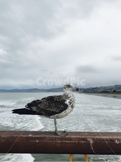 갈매기,바다,동물,자연,새,동물,animal,조류,새,birds