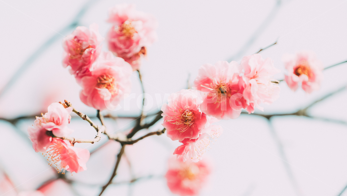 봄꽃,꽃,홍매화,매화,핑크색,봄,계절,spring,season,식물,자연,plants,nature,꽃,flower,감성,sensible,feeling,plant,blossom