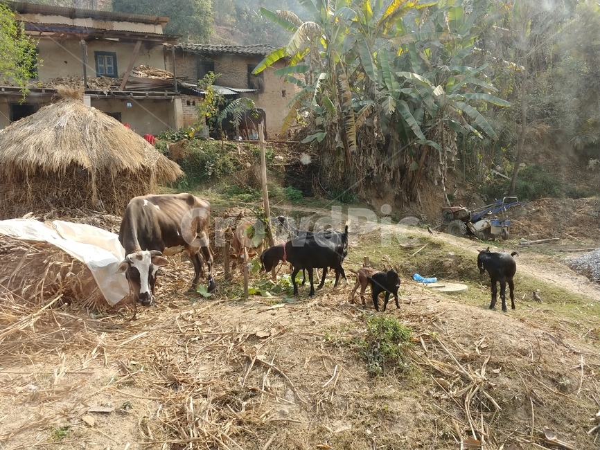 네팔,소,배경,동물,집,동물,animal,포유류,mammal