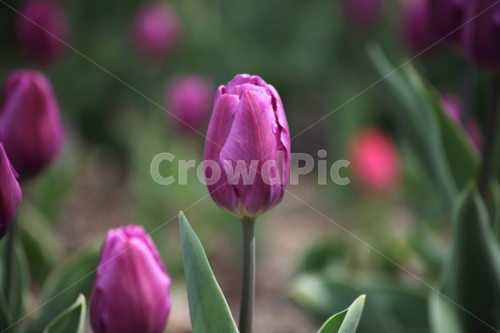 튤립,꽃,봄,구근초,tulip
