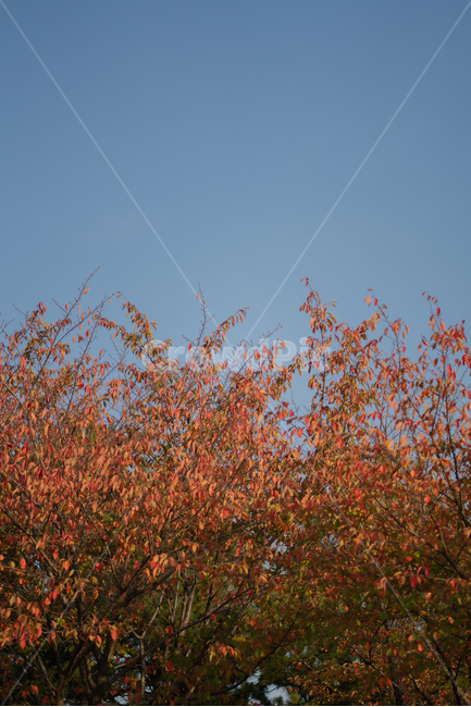 leaf,잎,식물,tree,나무,가을,계절,fall,autumn,season,plant