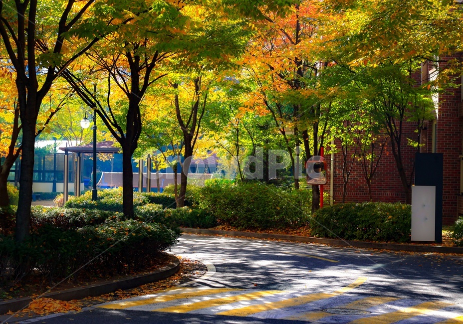 아파트단지,빛갈림,가을,낙옆,나무,가을,계절,fall,autumn,season,tree,plant,식물
