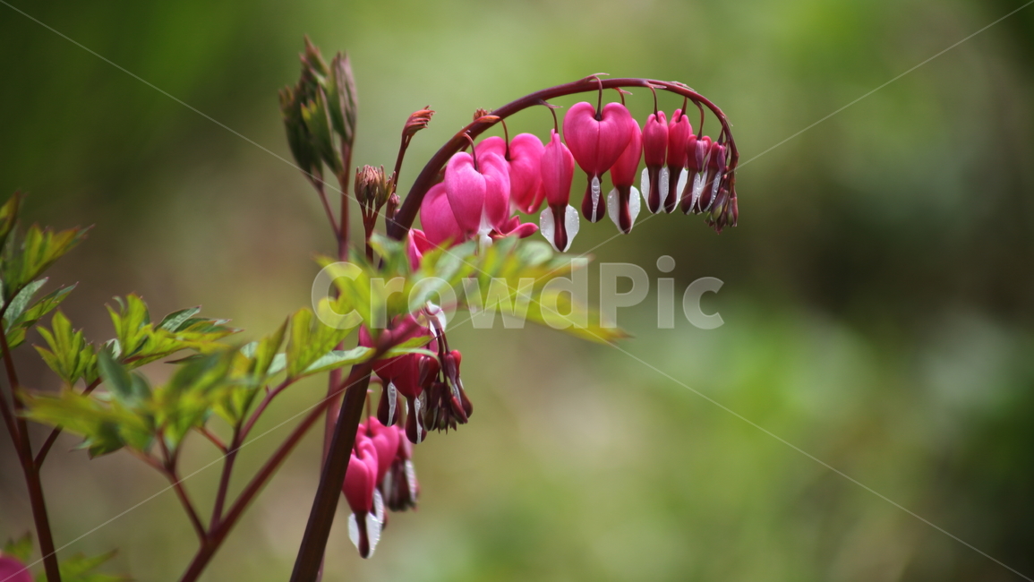금낭화,며느리주머니,금낭근,봄,dicentraspectabilis,식물,자연,plants,nature,꽃,flower