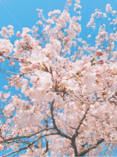 팔공산벚꽃,꽃,봄,벚꼿,맑은