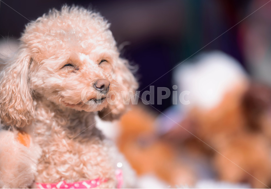 pet,애완동물,dog,동물,animal,동물,animal,포유류,mammal,개,강아지,dog,doggy