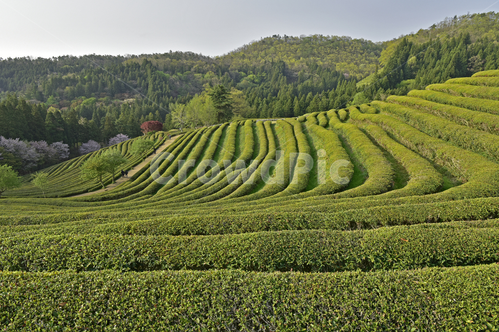 녹차,greentea,녹차밭,차밭,풍경,경치,녹색,국산차,평온,자연,풍경,nature,landscape,한국자연풍경,한국자연경관,korea nature landscape