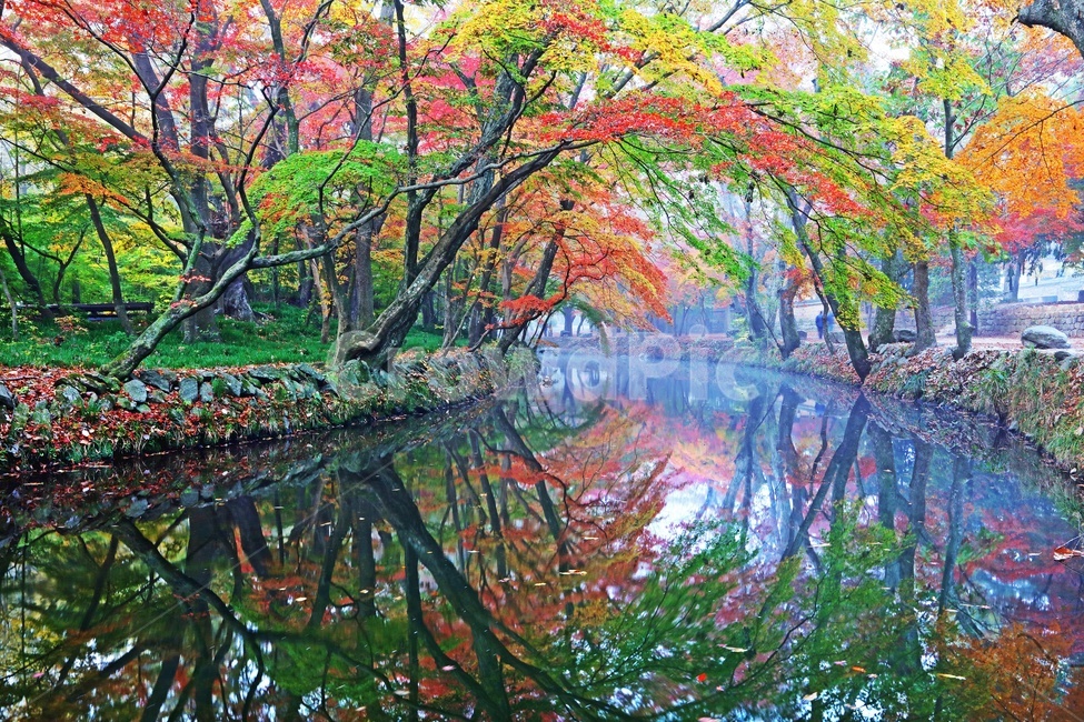 전북,고창,선운사,도솔천,선운사가을,계절,단풍,추색,추경,반영,물안개,nature,자연,weather,날씨,outdoors,옥외,plant,식물,tree,나무,flare,플레어,light,빛,scenery,풍경,landscape,경치