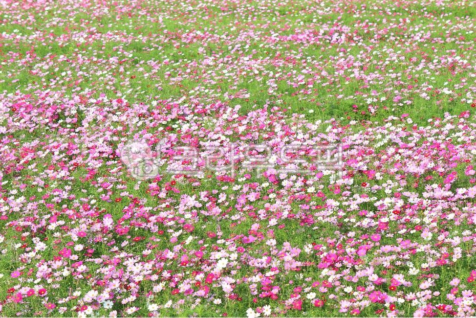 꽃,코스모스,가을,감성,색감,계절,식물,자연,배경,힐링,휴식,flowers,cosmos,autumn,sensibility,color,season,plant,nature,background,healing,relaxation