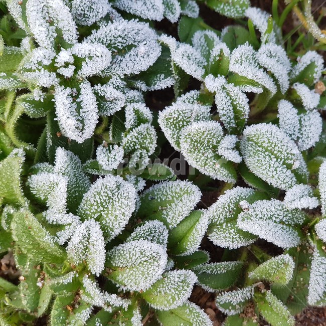 ice,서리,frost,눈,snow,얼음,자연,nature,겨울,계절,winter,season,식물,자연,plants,nature