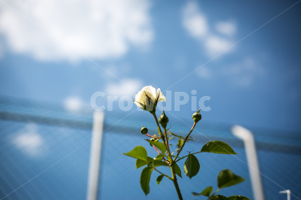 장미,장미축제,꽃,하얀꽃,장미공원,꽃,flower