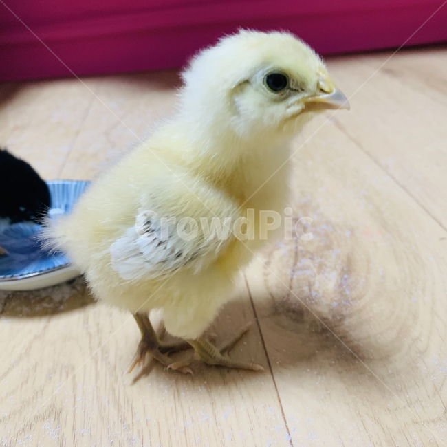 병아리,토종닭,동물,노랑이,사랑이,동물,animal,조류,새,birds
