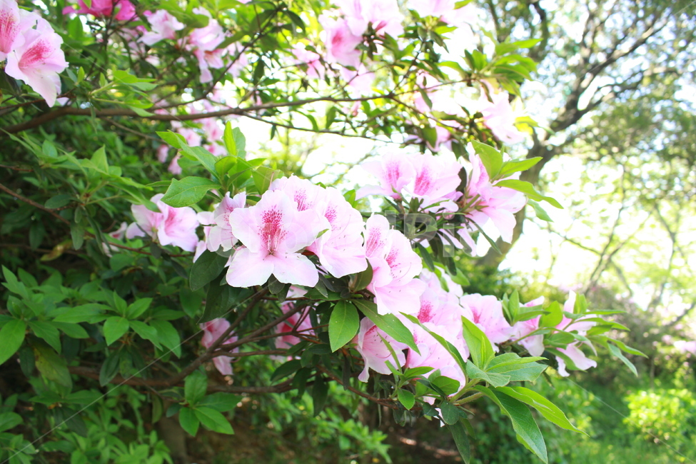 plant,식물,flower,꽃,blossom,가든,정원,식물,자연,plants,nature,꽃,flower