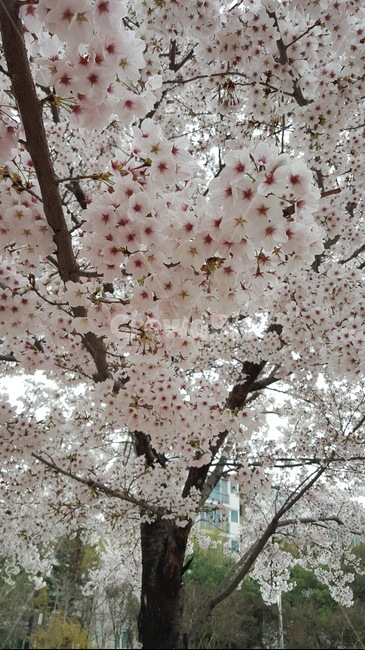 꽃,벚꽃,봄,식물,봄꽃,봄,계절,spring,season,식물,자연,plants,nature,꽃,flower,plant,blossom,cherry blossom