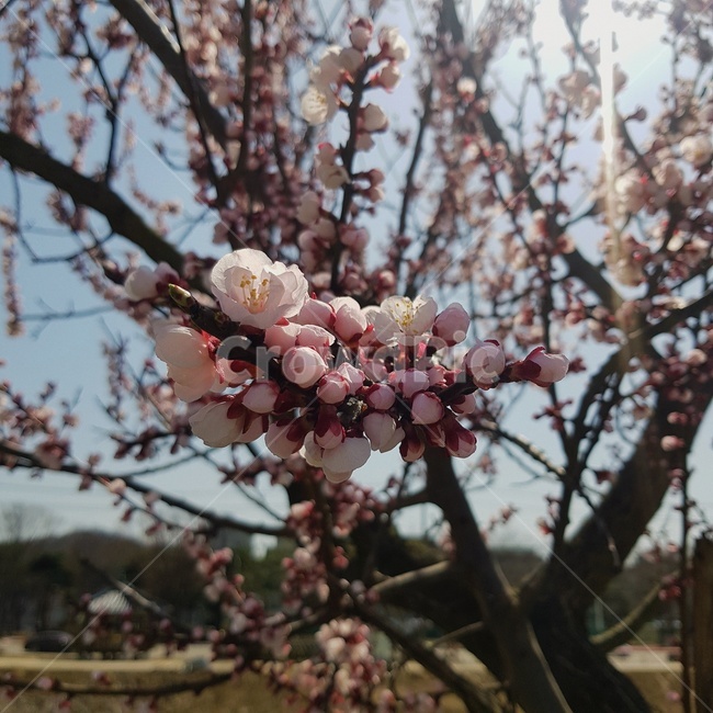 plant,식물,blossom,꽃,flower