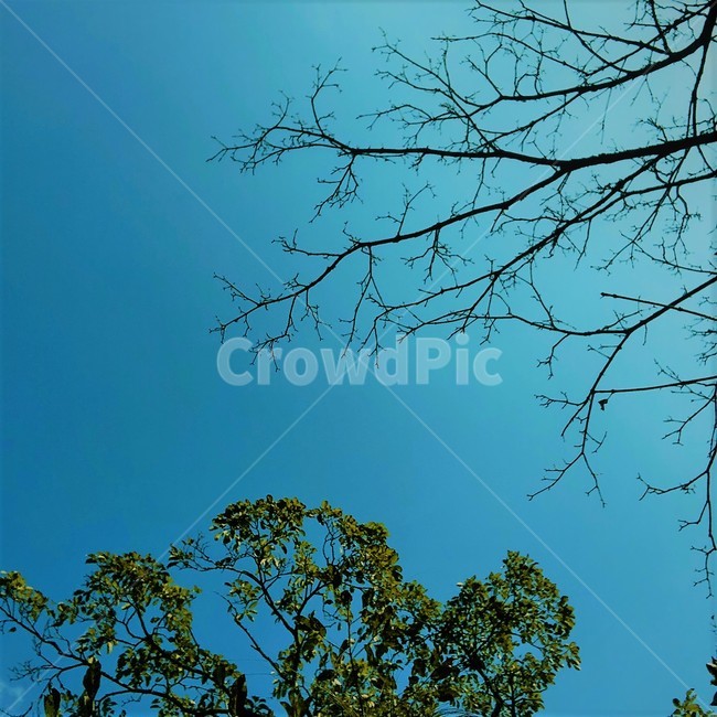 파란하늘,나무,겨울나무,나무줄기,tree