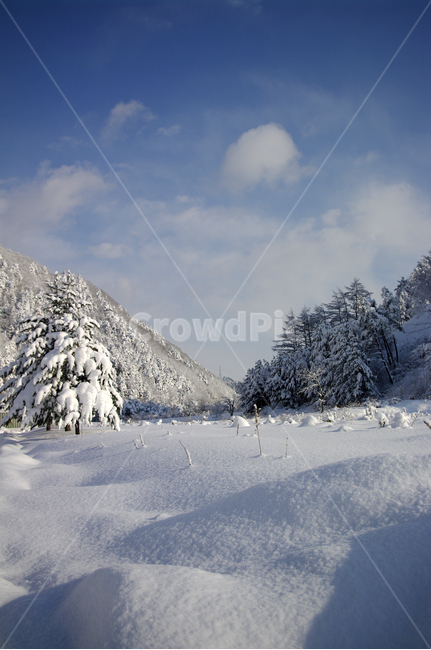 겨울,눈,설경,풍경,나무,하늘,겨울,계절,winter,season