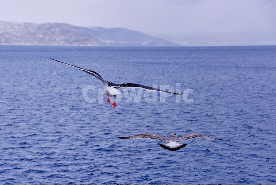 갈매기,비상,호수,겨울,새,seagull,bird,lake,winter,동물,animal,조류,새,birds