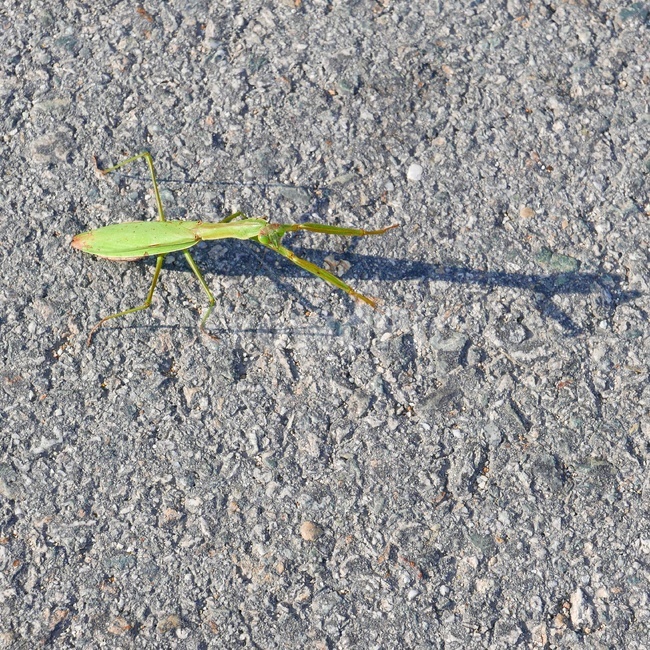 자연,귀뚜라미,귀뚜라미사진,자연사진,곤충사진,동물,animal,곤충,벌레,insect,bug