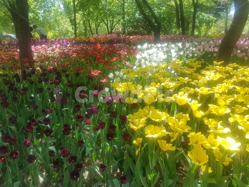 꽃,봄,공원,숲,노란색