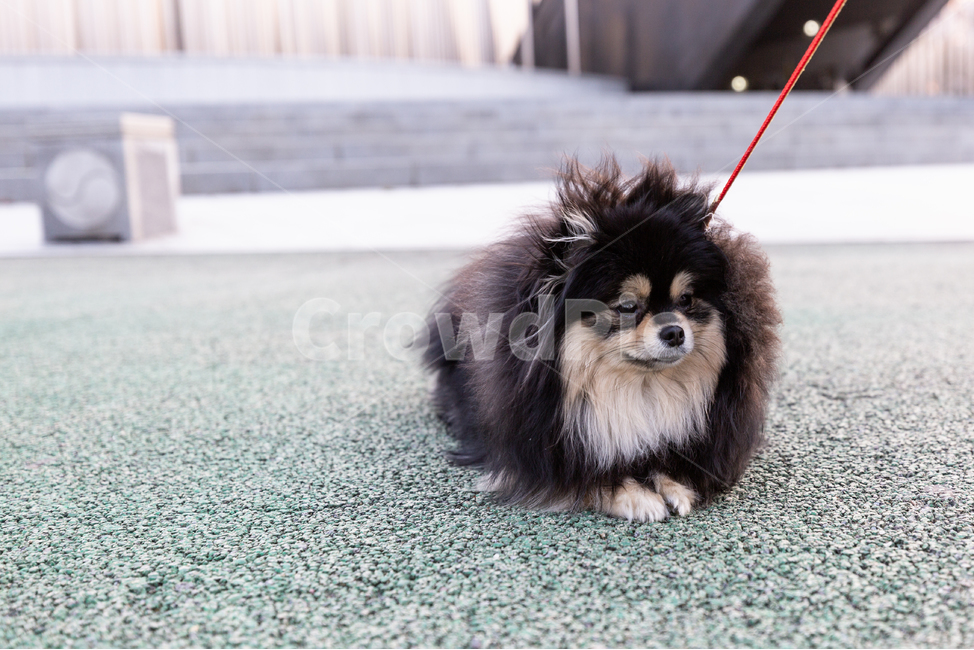 doll,Pomeranian,black tan,form,puppy,Gangjwi,pomeranian,cuteness,animal,Dog,dog,walk