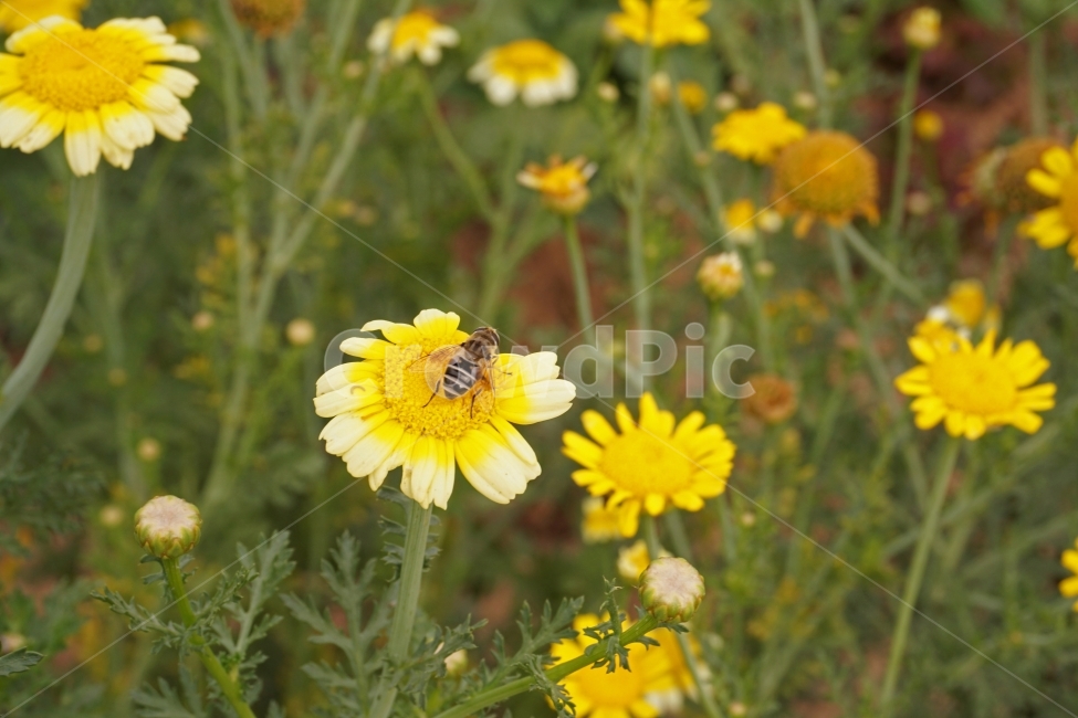 벌,bee,꽃,자연,봄,노란,곤충,벌래,날개,insect,bug,푸른,풀,깨끗한,상쾌한,여름,숲,땅,식물,자연,plants,nature,꽃,flower,동물,animal,곤충,벌레,insect,bug