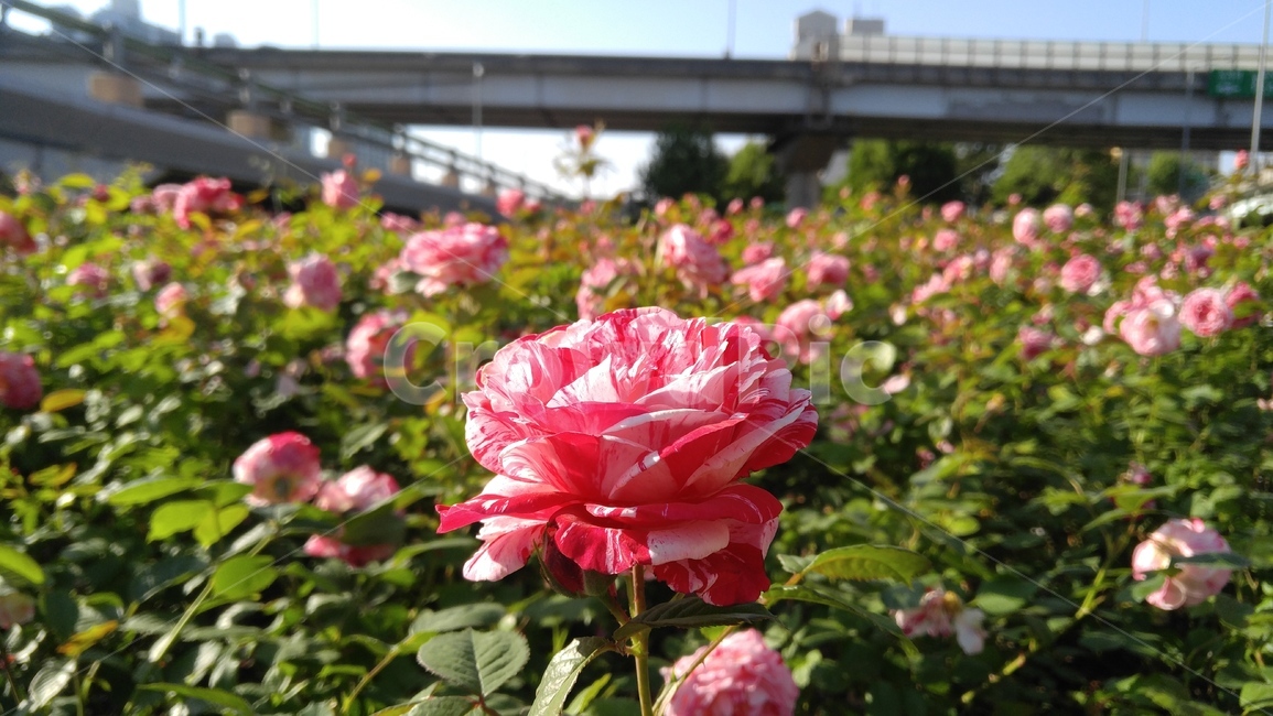 장미,꽃,분홍장미,분홍색,식물,녹색,배경,감성,계절,rose,flower,pinkroses,pink,flant,green,background,emotional,season,outdoors