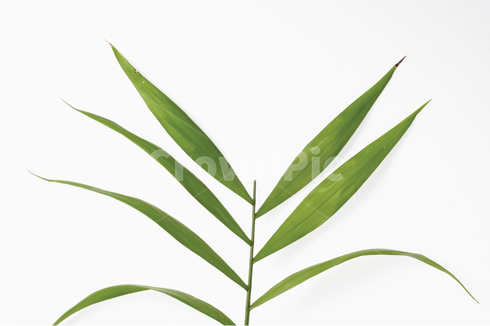 풀,잎사귀,식물,탑앵글,탑뷰,프로젝트,식물,자연,plants,nature