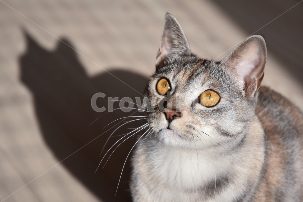 고양이,냥,냥이,귀여움,반려동물,반려묘,집사,냐옹,괭,새끼,아기,동물,귀요미,코리안숏헤어,아메리칸숏헤어,아깽이,성묘,애완동물,CAT,ANIMALS,ANIMAL,PET,KITTEN,BABYCUTE,냥이사진,고양이사진,얼굴,클로즈업,동물,animal,포유류,mammal,고양이,cat,kitten,kitty