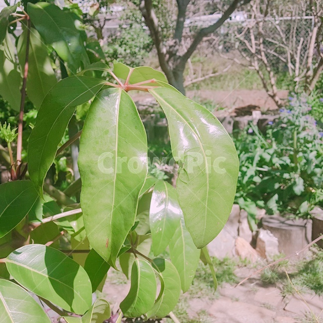 식물,초록,햇빛,정원,나무,식물,자연,plants,nature