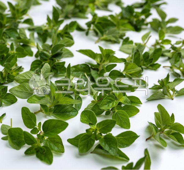 오레가노,herbs,허브,leaf,잎,흰배경,클로즈업