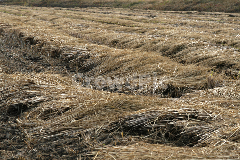 가을,벼농사,추수,수확,논,가을,계절,fall,autumn,season,시골,마을,풍경,landscape,country,rural,town,산업,industry,industrial,농업,농사,agriculture,farming,farming industry,plant,식물,food,음식,vegetable,야채,grain,곡물