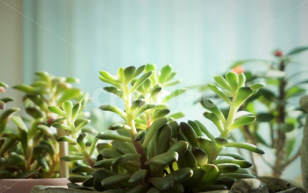 다육,식물,창가,다육이,햇빛,화분,plants,light,빛,houseplant,인테리어,힐링,따스함,healing,베란다,초록,green,식물,자연,plants,nature,실내용화초,화분,화초,house plant