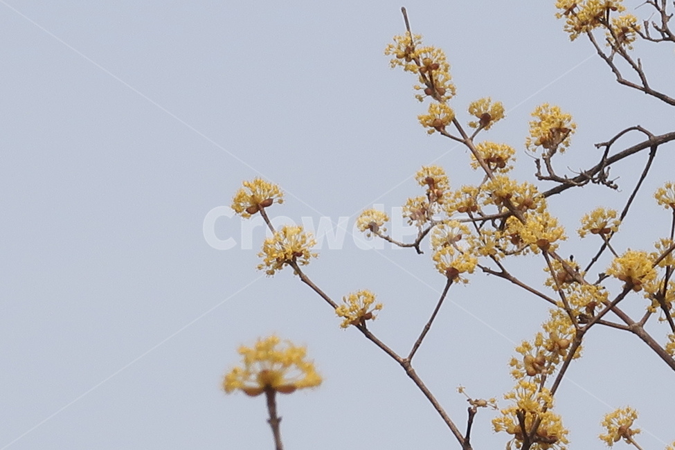 식물,꽃,flower,plant,blossom,봄,spring,계절,season,자연,nature,감성,봄꽃