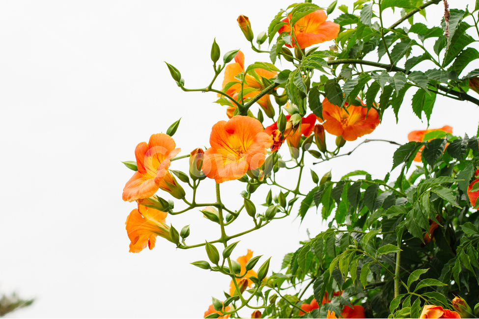 능소화,꽃,식물,풍경,자연,식물,자연,plants,nature,꽃,flower