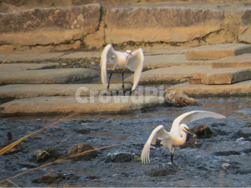 백로,새,동물,생타사진,생물,동물,animal,조류,새,birds