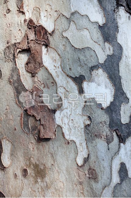 rough,skin,pattern,irregular,tree bark,plants,surface,nature,texture,tree,abstract,thebakofatree,background,vintage,scales,plant,wall