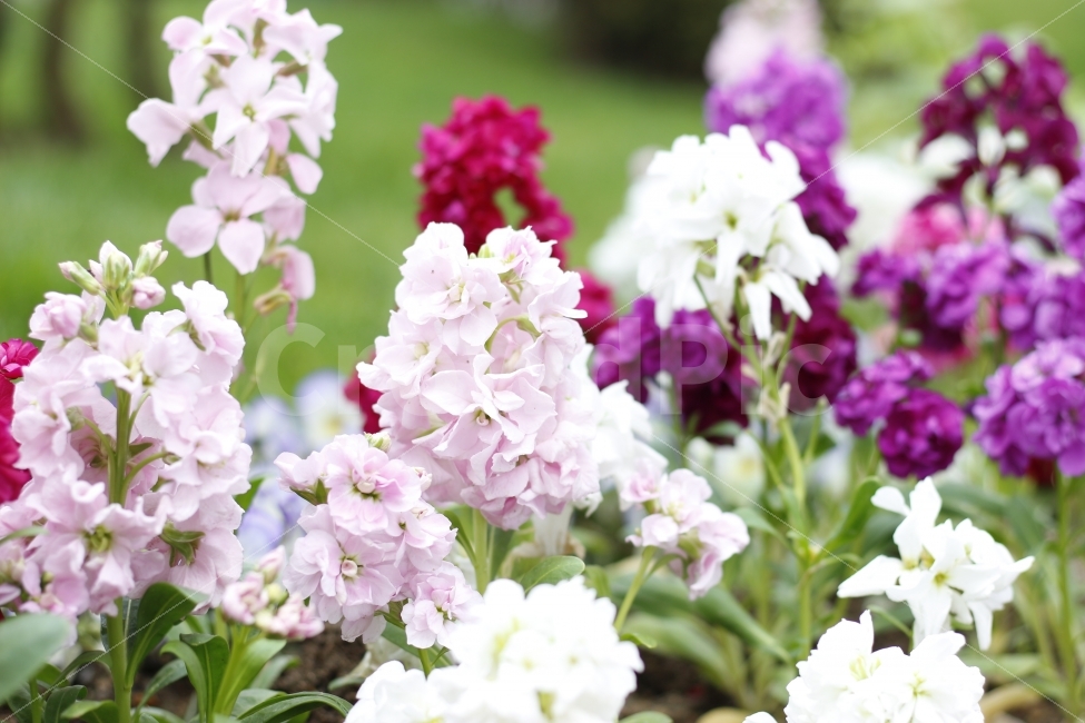 	flower,spring,봄,자연,꽃,식물,식물,자연,plants,nature,꽃,flower