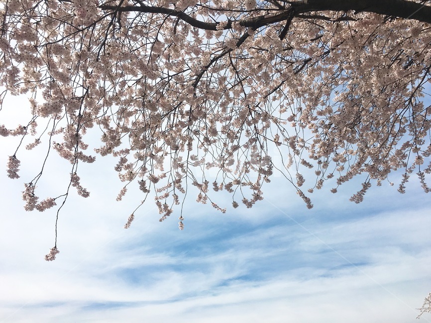 벚꽃,하늘,구름,나무,꽃나무,봄,계절,체리블라섬,cherryblossom,bloom,blossom,spring,꽃,flower,flowerplant,tree,sky,cloud,구름낀,아름다운,자연,외출