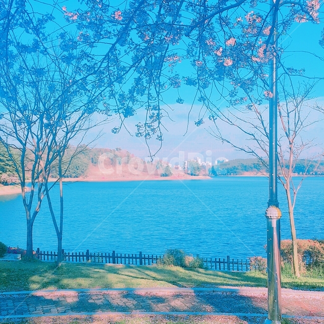 벚꽃,봄,꽃,나무,자연,감성,사쿠라,힐링,핑크,봄,계절,spring,season,자연,풍경,nature,landscape