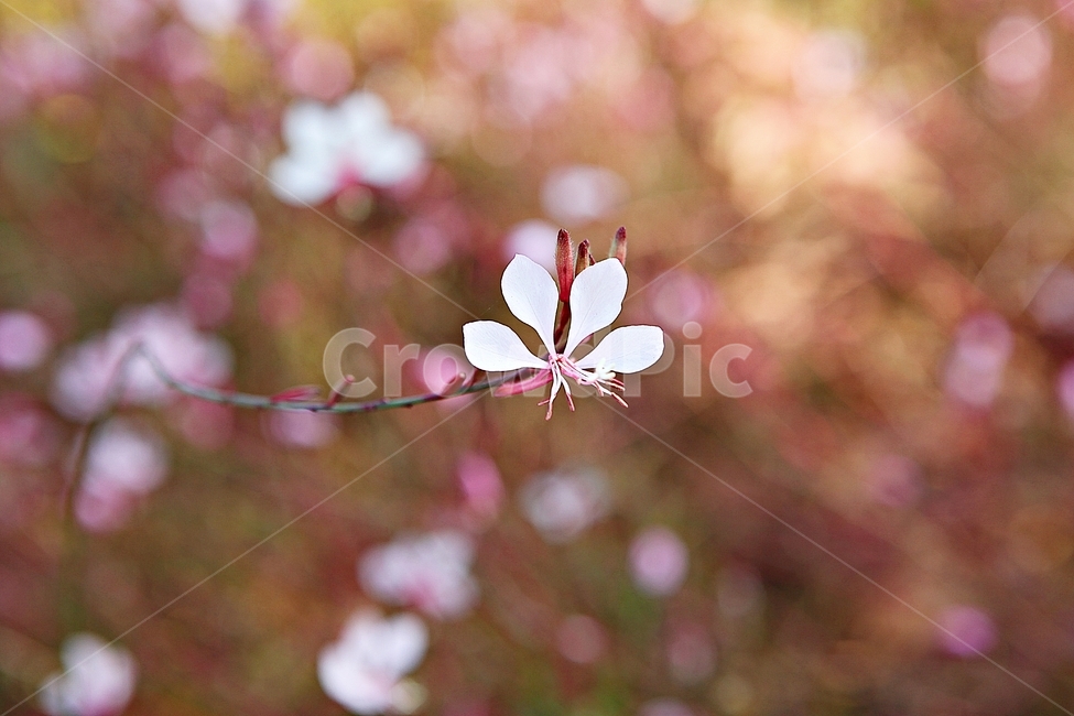 가우라,꽃,꽃잎,잎,줄기,식물,공원,자연,가을,식물,자연,plants,nature,꽃,flower