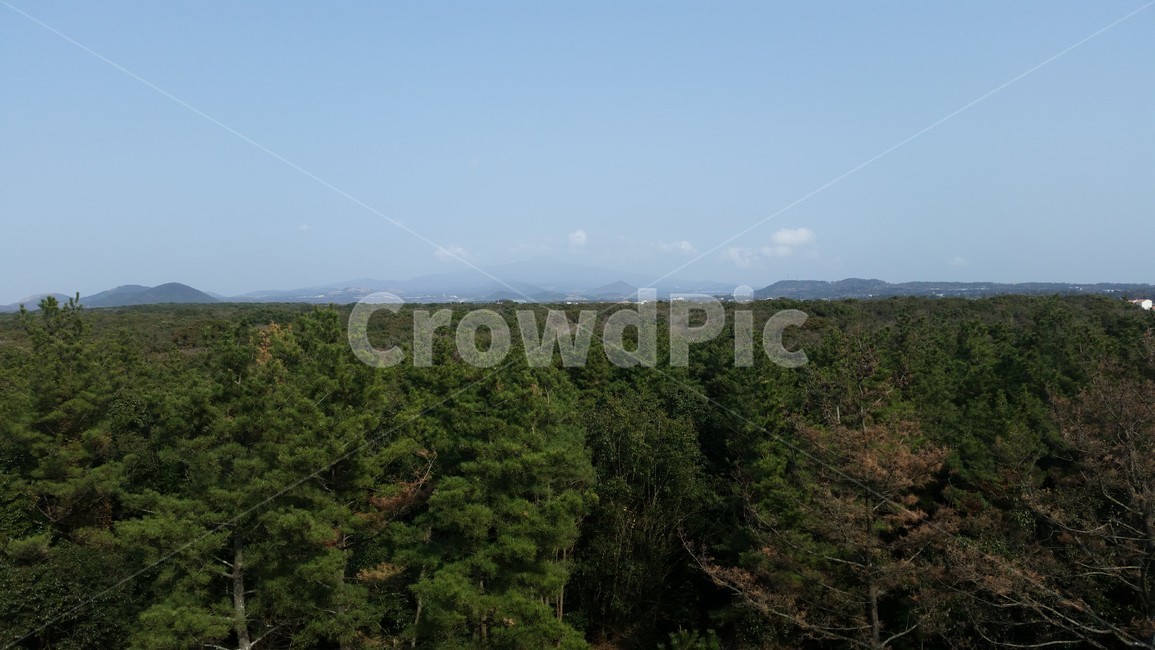 숲,하늘,나무,자연,곶자왈,forest,wood,grove,덤불숲,삼림지,woodland,thicket,깊은숲,삼림