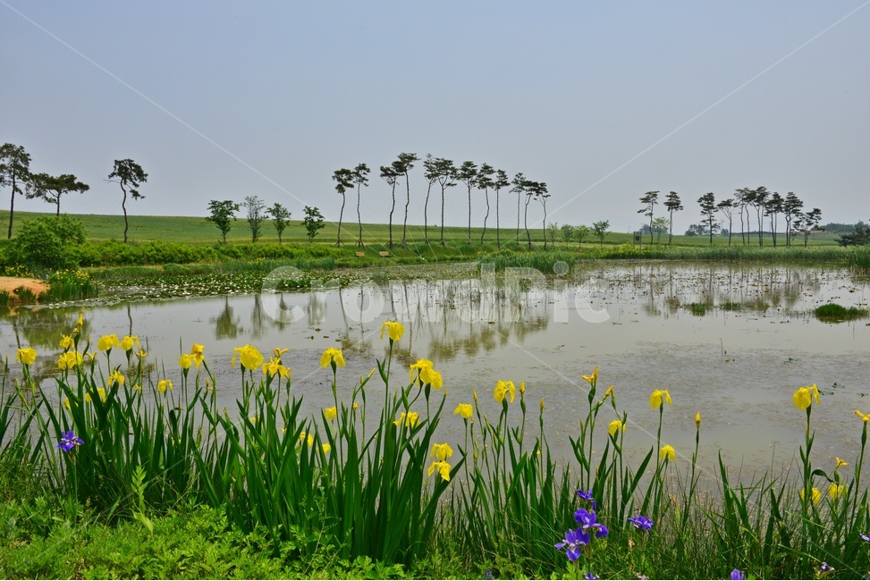 field,들,grassland,목초지,nature,자연,outdoors,옥외,water,물,전북,고창,학원농장,연못,소나무,수선화,붓꽃,꽃,봄꽃,봄,계절,반영