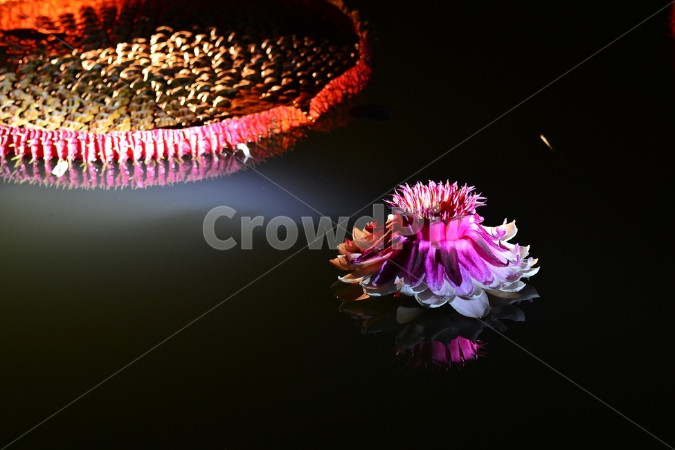 lighting,조명,plant,식물,flower,blossom,꽃,밤,야경,연꽃,수련,빅토리아연,빅토리아연꽃