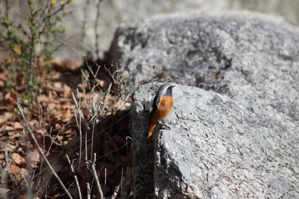 딱새수컷,딱새,새,야생동물,daurianredstart,작은새,동물,animal,조류,새,birds