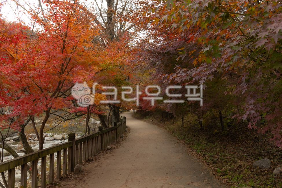 단풍잎,누끼,단풍나무,가을,가을배경,가을단풍,가을서정,가을분위기,가을느낌,fal,lautumn,leave,나뭇잎,가을감성,느낌,계절,시즌,야외,메이플,maple,season,투명한,화려한,잎사귀,잎새,leaves,가을나무,주황색,빨강색,레드,red,plant,식물,leaf,잎,tree,나무