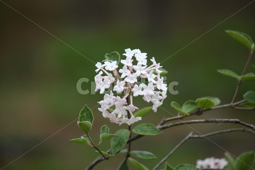 분꽃나무,분화목,봄,꽃,koreanspiceviburnum,식물,자연,plants,nature,꽃,flower